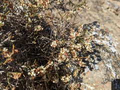 Eriogonum heermannii