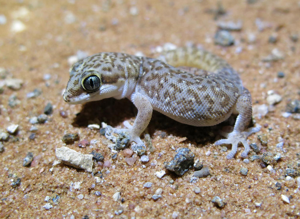 Pointed Thick-Toed Gecko