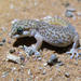 Pointed Thick-toed Gecko - Photo (c) Ryan van Huyssteen, some rights reserved (CC BY-SA), uploaded by Ryan van Huyssteen