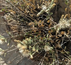 Brickellia nevinii