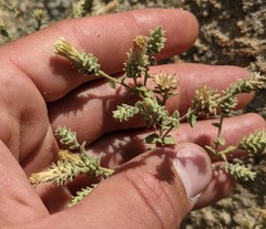 Brickellia nevinii