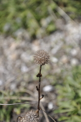 Globularia trichosantha