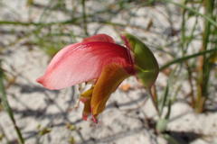 Gladiolus speciosus
