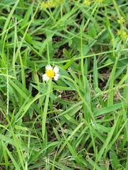 Tridax procumbens image