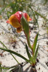 Gladiolus speciosus