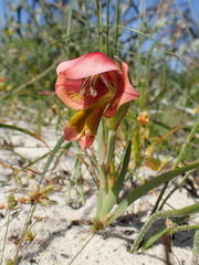 Gladiolus speciosus