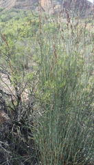 Rhodocoma arida