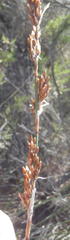 Rhodocoma arida