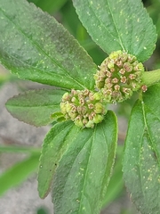 Euphorbia hirta image