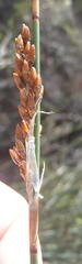 Rhodocoma arida