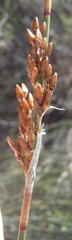 Rhodocoma arida