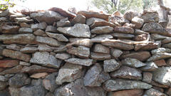 Dendroaspis polylepis