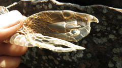 Dendroaspis polylepis