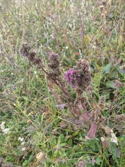 Phlomoides tuberosa