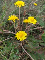 Taraxacum serotinum