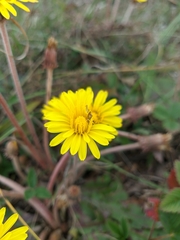 Taraxacum serotinum