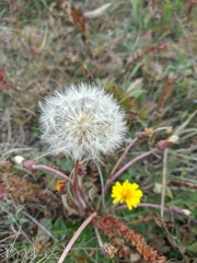 Taraxacum serotinum