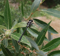 Octogomphus specularis