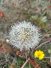 Taraxacum serotinum