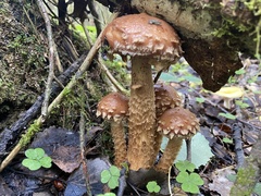 Hemistropharia