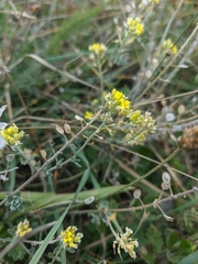 Alyssum trichostachyum