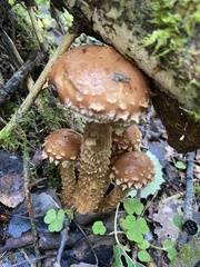 Hemistropharia