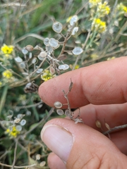 Alyssum trichostachyum