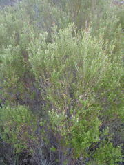 Phylica paniculata