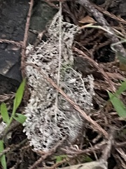 Melicytus ramiflorus