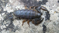 Hadogenes troglodytes