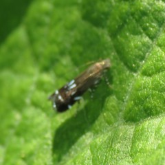 Anacampsis levipedella