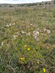 Jacobaea grandidentata
