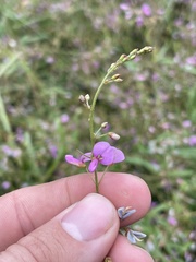Desmodium paniculatum paniculatum