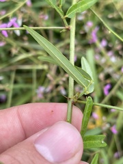 Desmodium paniculatum paniculatum