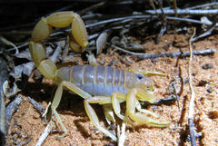 Parabuthus mossambicensis