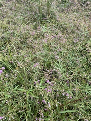 Desmodium paniculatum paniculatum