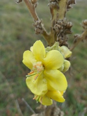 Verbascum ovalifolium