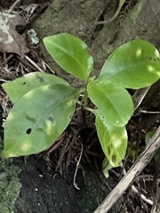 Geniostoma ligustrifolium