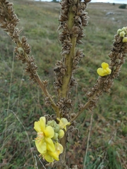 Verbascum ovalifolium