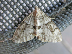 Thera contractata