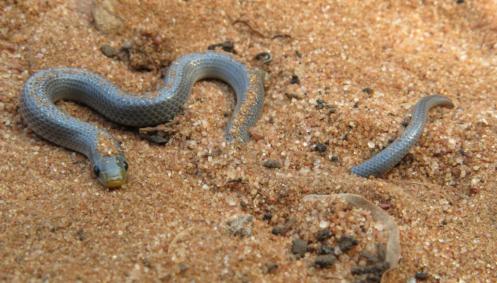 East African Shovel-Snout Snake