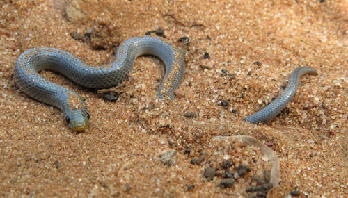 Prosymna stuhlmanni
