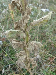 Verbascum ovalifolium