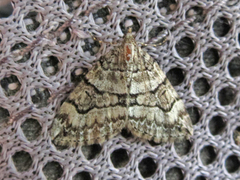 Thera contractata