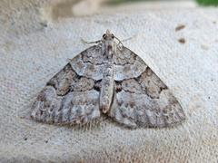 Thera contractata