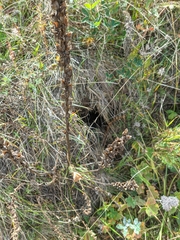 Pedicularis sibthorpii