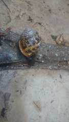 Cornu aspersum
