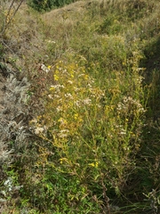 Jacobaea grandidentata