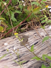 Sceloporus grammicus microlepidotus