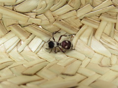 Dasymutilla sicheliana